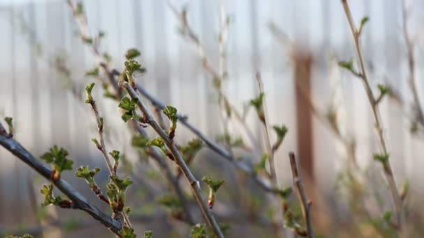 Una araña haciendo una telaraña en un almuerzo en primavera — Vídeo de stock