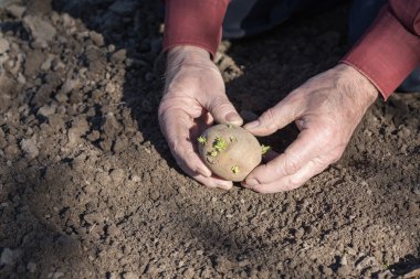 Yaşlı adam ellerini patates dikim