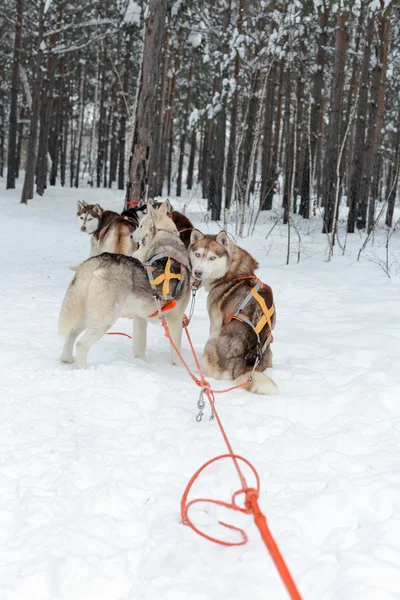 Husky trineo en invierno bosque — Foto de Stock