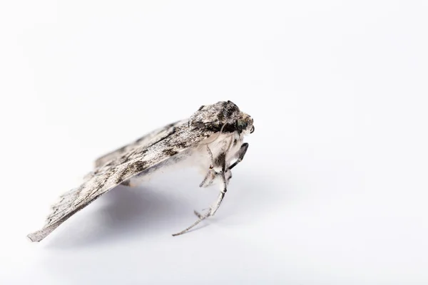 Motýla bource morušového na bílém — Stock fotografie