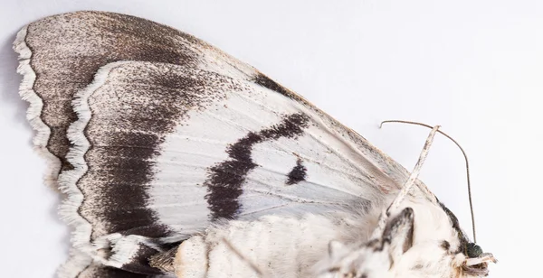 En fjäril silkesfjärilsägg på vit — Stockfoto