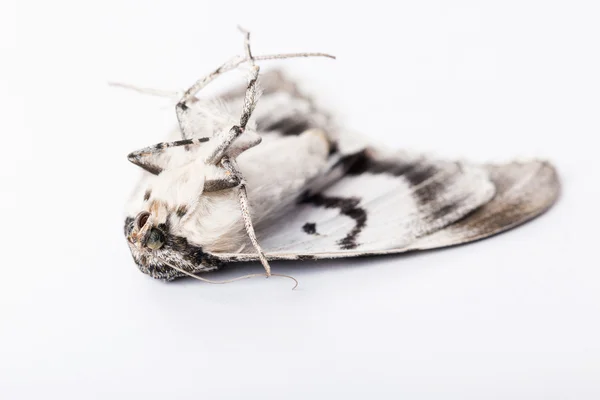 Una mariposa de gusano de seda sobre blanco —  Fotos de Stock
