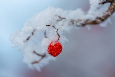 Kış günü karla kaplı kırmızı rawanberry.