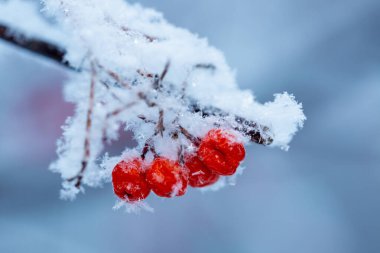 Kış günü karla kaplı kırmızı rawanberry.
