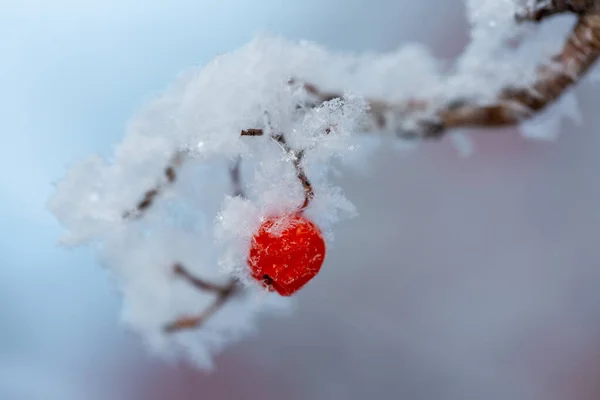 Rote Vogelbeere im Winter mit Schnee bedeckt — Stockfoto
