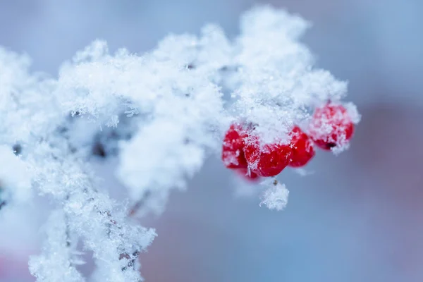 Arándano rojo cubierto de nieve en el día de invierno — Foto de Stock