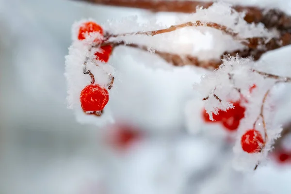 Czerwona malina pokryta śniegiem w zimowy dzień — Zdjęcie stockowe