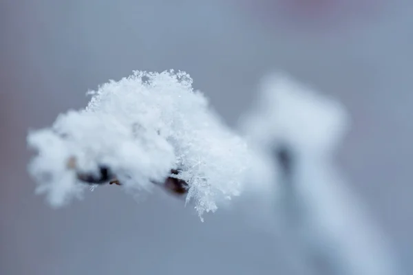 Śnieg pokryte gałąź jodły w zimie — Zdjęcie stockowe