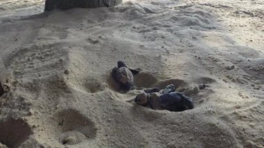 Yeni doğmuş yeşil kaplumbağalar okyanusa doğru sürünüyorlar. Olive Ridley deniz kaplumbağası - Lepidochelys Olivacea