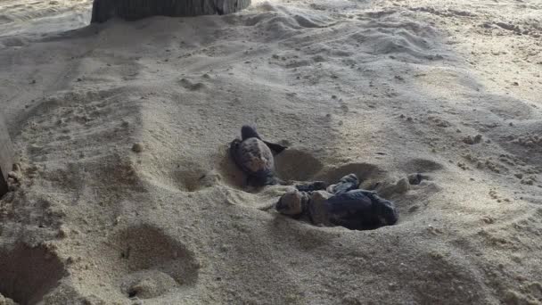 Tortues vertes nouveau-nées rampant sur le sable jusqu'à l'océan. La tortue de mer Olive Ridley - Lepidochelys Olivacea — Video