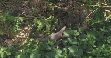 Sri Lanka 'da su izleme kertenkelesi - Varanus kurtarma -