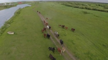 Bir at sürüsü nehir boyunca yeşil bir çayırda dört nala koşuyor.