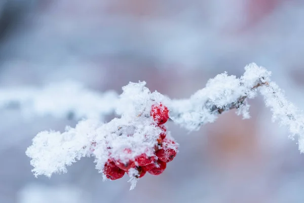 Arándano rojo cubierto de nieve en el día de invierno — Foto de Stock