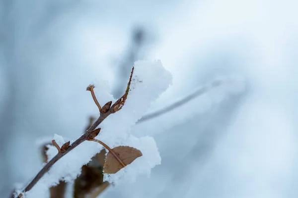 Invierno helada en ramas de abedul. Primera nieve en invierno — Foto de Stock