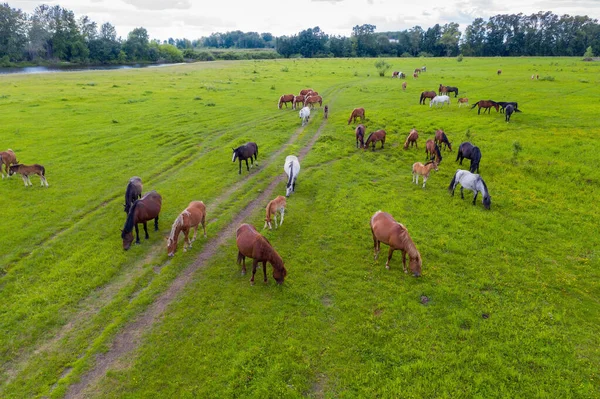 Sekawanan kuda merumput di padang rumput hijau di sepanjang sungai — Stok Foto