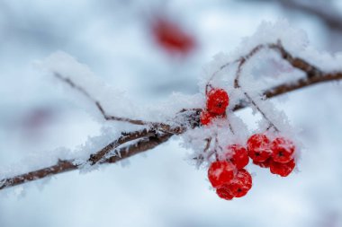Kış günü karla kaplı kırmızı rawanberry.