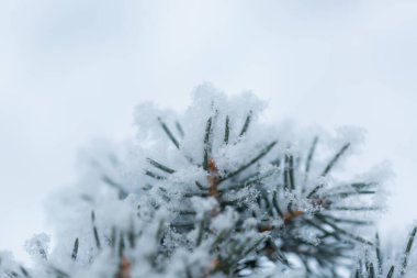 Kışın köknar ağacı dalını kar kapladı