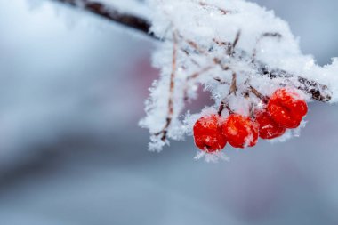 Kış günü karla kaplı kırmızı rawanberry.