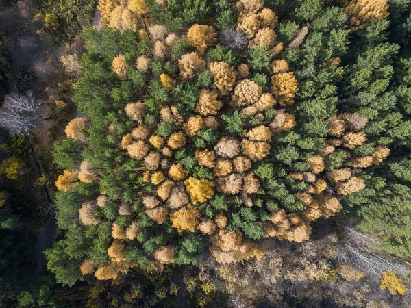 Aerial photo of colorful forest in autumn season. Yellow and green trees — Stock Photo, Image