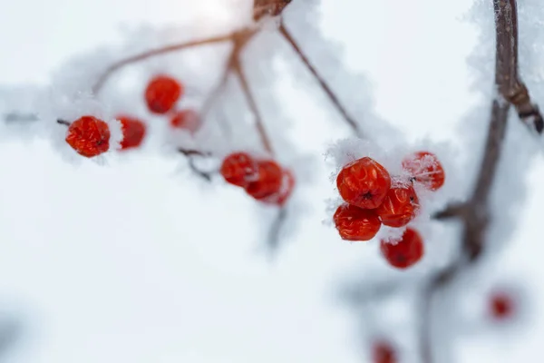 Arándano rojo cubierto de nieve en el día de invierno — Foto de Stock