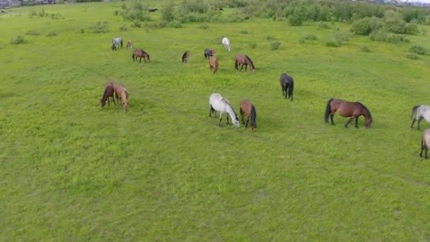 Stado koni pasie się na zielonej łące wzdłuż rzeki. — Wideo stockowe