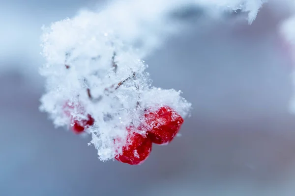 Červené rawanberry pokryté sněhem v zimním dni — Stock fotografie