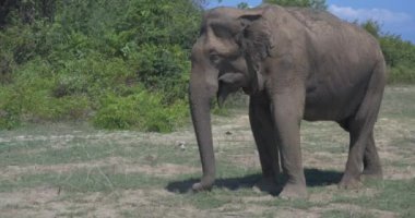 Sri Lanka 'daki Udawalawe Ulusal Parkı' nda fillere yakın.