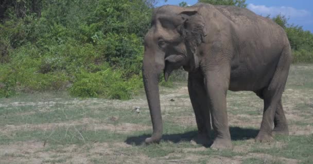 Крупный план слонов в Национальном парке Удавалаве Шри-Ланки — стоковое видео