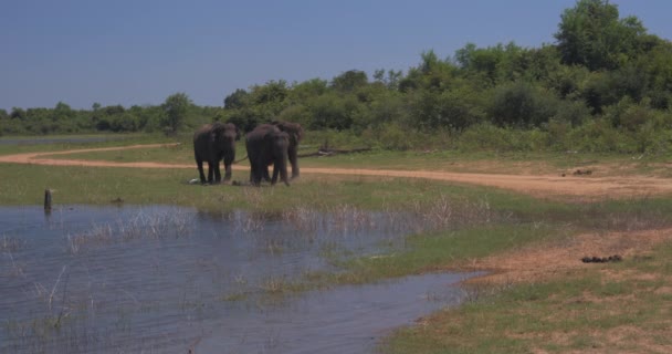 Słonie pluskające błotem w Parku Narodowym Sri Lanka — Wideo stockowe