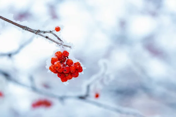 Czerwona malina pokryta śniegiem w zimowy dzień — Zdjęcie stockowe