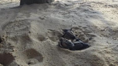 Yeni doğmuş yeşil kaplumbağalar okyanusa doğru sürünüyorlar. Olive Ridley deniz kaplumbağası - Lepidochelys Olivacea