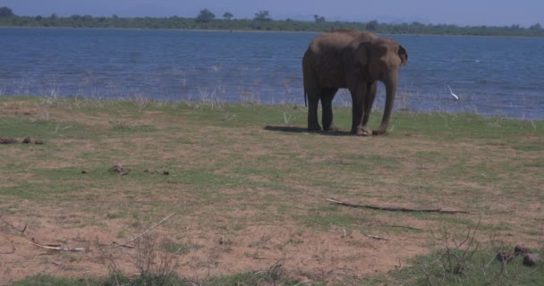 スリランカのウダワラワラ国立公園の象の閉鎖 — ストック動画