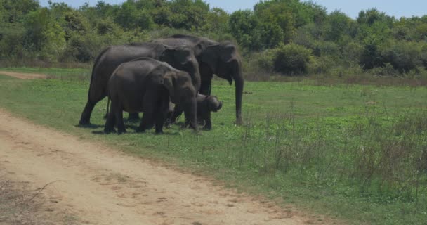 Närbild av elefantfamilj med en nyfödd elefant i en nationalpark i Sri Lanka — Stockvideo