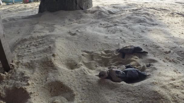 Újszülött zöld teknősök kúsznak a homokon az óceánig. Az Olive Ridley tengeri teknős - Lepidochelys Olivacea — Stock videók