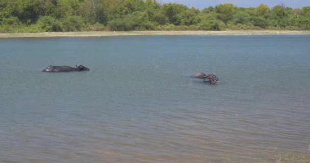 ウダワラワレ国立公園の湖の熱から野生の水牛と象の脱出 — ストック動画