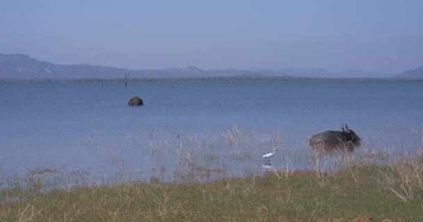 Wilde Büffel und Elefanten entkommen der Hitze im Udawalawe-Nationalpark — Stockvideo