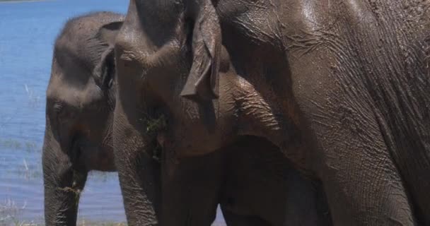 Close up of elephants in a Udawalawe National Park of Sri Lanka — Stock Video