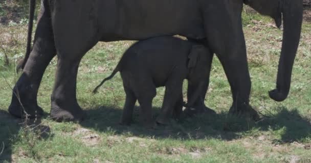 Närbild av elefantfamilj med en nyfödd elefant i en nationalpark i Sri Lanka — Stockvideo