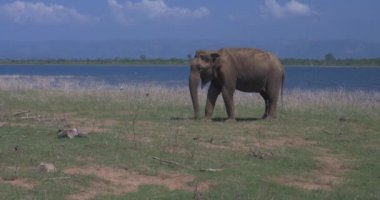 Sri Lanka 'daki Udawalawe Ulusal Parkı' nda fillere yakın.