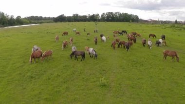 Bir at sürüsü nehir boyunca yeşil bir çayırda otluyor.