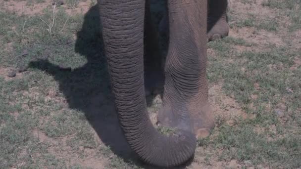 Close-up de elefantes em um Parque Nacional Udawalawe do Sri Lanka — Vídeo de Stock