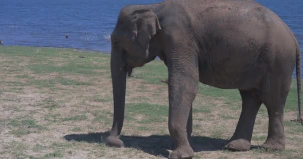 En elefant i en Udawalawe nationalpark i Sri Lanka — Stockvideo