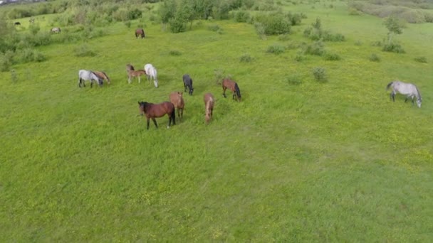 Una manada de caballos pastan en un prado verde a lo largo del río — Vídeo de stock