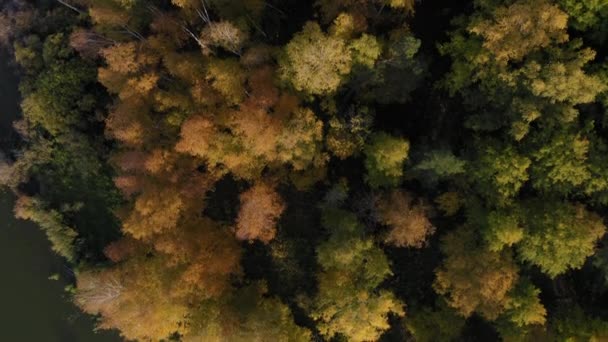Filmati aerei di foresta colorata nella stagione autunnale. Alberi gialli e verdi — Video Stock