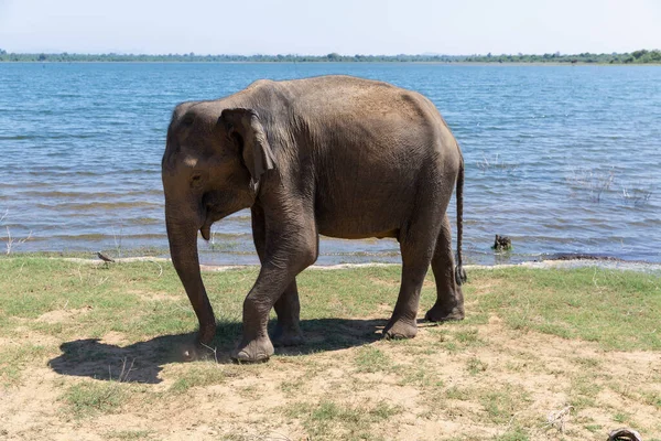 Крупный план слона в Национальном парке Удавалаве Шри-Ланки — стоковое фото