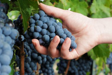 Bir bağ içinde olgunlaşmış üzümler hasat