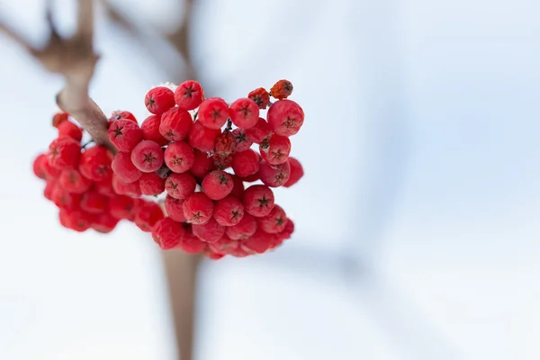 冻结的雪下的 rowanberry — 图库照片