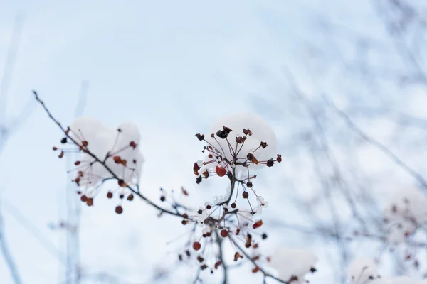 Äste unter dem Schnee im Winter — Stockfoto