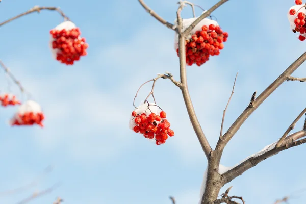 Frozen rowanberry under the snow — Stock Photo, Image