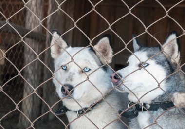 Husky bir çitin arkasında